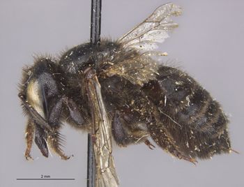 Media type: image;   Entomology 15718 Aspect: habitus lateral view